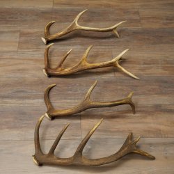 Red Deer Antlers, 3 Pieces Red Deer Antlers, Shed Antlers Weight: 1.05 kg Lengths: 41–46 cm