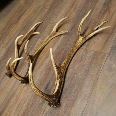 Pattes de cerf élaphe, lot de 3 pattes de cerf élaphe (pattes tombées), poids : 1,05 kg, longueur : 41 à 46 cm