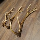 Pattes de cerf élaphe, lot de 3 pattes de cerf élaphe (pattes tombées), poids : 1,05 kg, longueur : 41 à 46 cm