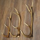 Pattes de cerf élaphe, lot de 3 pattes de cerf élaphe (pattes tombées), poids : 1,05 kg, longueur : 41 à 46 cm