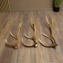 Pattes de cerf élaphe, lot de 3 pattes de cerf élaphe (pattes tombées), poids : 1,05 kg, longueur : 41 à 46 cm