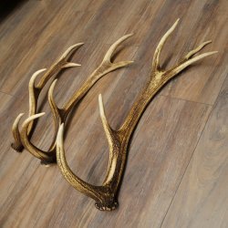 Pattes de cerf élaphe, lot de 3 pattes de cerf élaphe (pattes tombées), poids : 1,05 kg, longueur : 41 à 46 cm