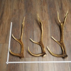Pattes de cerf élaphe, lot de 3 pattes de cerf élaphe (pattes tombées), poids : 1,05 kg, longueur : 41 à 46 cm