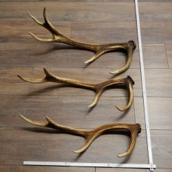 Pattes de cerf élaphe, lot de 3 pattes de cerf élaphe (pattes tombées), poids : 1,05 kg, longueur : 41 à 46 cm