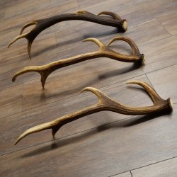 Pattes de cerf élaphe, lot de 3 pattes de cerf élaphe (pattes tombées), poids : 1,05 kg, longueur : 41 à 46 cm
