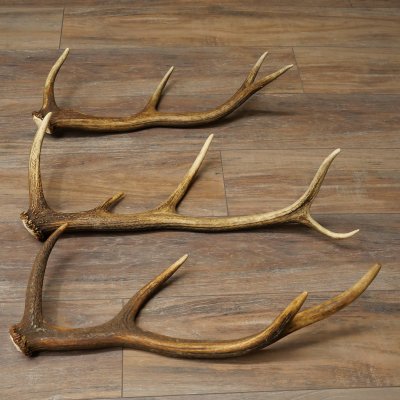 Roodhertshoorns 3 stuks Roodhertshoorns Afgestoten hoorns Gewicht 1,05 kg Lengte 41 - 46 cm