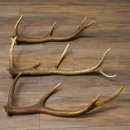 Rothirsch Stangen 3 Stück Rothirschstangen...