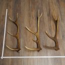 Rothirsch Stangen 3 Stück Rothirschstangen...