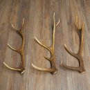 Roodhertshoorns 3 stuks Roodhertshoorns Afgestoten hoorns Gewicht 1,05 kg Lengte 41 - 46 cm