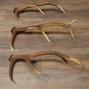 Roodhertshoorns 3 stuks Roodhertshoorns Afgestoten hoorns Gewicht 1,05 kg Lengte 41 - 46 cm