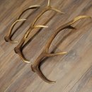 Roodhertshoorns 3 stuks Roodhertshoorns Afgestoten hoorns Gewicht 1,05 kg Lengte 41 - 46 cm