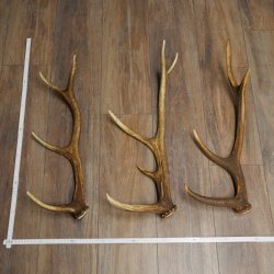 Roodhertshoorns 3 stuks Roodhertshoorns Afgestoten hoorns Gewicht 1,05 kg Lengte 41 - 46 cm