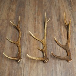 Roodhertshoorns 3 stuks Roodhertshoorns Afgestoten hoorns Gewicht 1,05 kg Lengte 41 - 46 cm