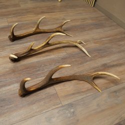 Roodhertshoorns 3 stuks Roodhertshoorns Afgestoten hoorns Gewicht 1,05 kg Lengte 41 - 46 cm