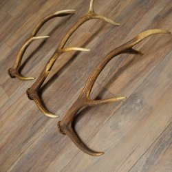 Roodhertshoorns 3 stuks Roodhertshoorns Afgestoten hoorns Gewicht 1,05 kg Lengte 41 - 46 cm