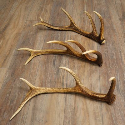 Rothirsch Stangen 3 Stück Rothirschstangen Abwurfstangen Gewicht 2,4 kg Längen 50 - 53 cm