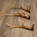 Rothirsch Stangen 3 Stück Rothirschstangen...