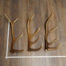 Rothirsch Stangen 3 Stück Rothirschstangen...