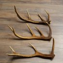 Rothirsch Stangen 3 Stück Rothirschstangen Abwurfstangen Gewicht 2,4 kg Längen 50 - 53 cm