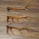 Rothirsch Stangen 3 Stück Rothirschstangen Abwurfstangen Gewicht 2,4 kg Längen 50 - 53 cm