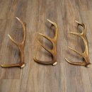 Rothirsch Stangen 3 Stück Rothirschstangen Abwurfstangen Gewicht 2,4 kg Längen 50 - 53 cm