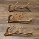 Rothirsch Stangen 3 Stück Rothirschstangen Abwurfstangen Gewicht 2,4 kg Längen 50 - 53 cm