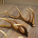 Rothirsch Stangen 3 Stück Rothirschstangen Abwurfstangen Gewicht 2,4 kg Längen 50 - 53 cm