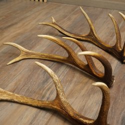 Rothirsch Stangen 3 Stück Rothirschstangen Abwurfstangen Gewicht 2,4 kg Längen 50 - 53 cm