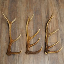 Rothirsch Stangen 3 Stück Rothirschstangen Abwurfstangen Gewicht 2,4 kg Längen 50 - 53 cm