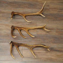 Rothirsch Stangen 3 Stück Rothirschstangen Abwurfstangen Gewicht 2,4 kg Längen 50 - 53 cm