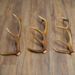 Rothirsch Stangen 3 Stück Rothirschstangen Abwurfstangen Gewicht 2,4 kg Längen 50 - 53 cm