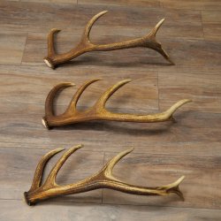 Rothirsch Stangen 3 Stück Rothirschstangen Abwurfstangen Gewicht 2,4 kg Längen 50 - 53 cm