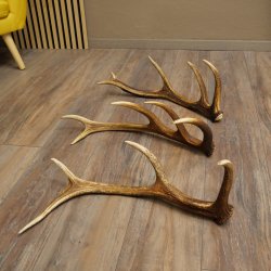 Rothirsch Stangen 3 Stück Rothirschstangen Abwurfstangen Gewicht 2,4 kg Längen 50 - 53 cm