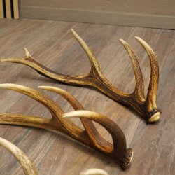 Rothirsch Stangen 3 Stück Rothirschstangen Abwurfstangen Gewicht 2,4 kg Längen 50 - 53 cm