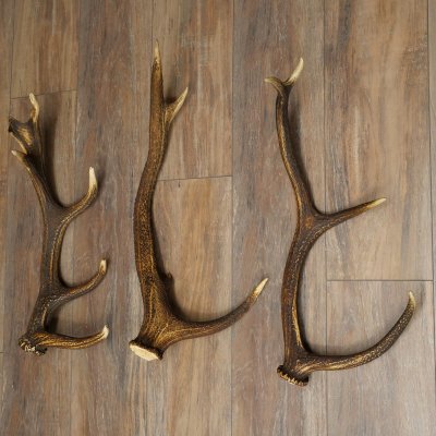 Rothirsch Stangen 3 Stück Rothirschstangen Abwurfstangen Gewicht 2,7 kg Längen 55 - 58 cm