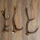 Rothirsch Stangen 3 Stück Rothirschstangen...