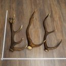 Rothirsch Stangen 3 Stück Rothirschstangen...