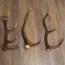 Rothirsch Stangen 3 Stück Rothirschstangen Abwurfstangen Gewicht 2,7 kg Längen 55 - 58 cm