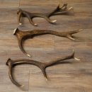 Rothirsch Stangen 3 Stück Rothirschstangen Abwurfstangen Gewicht 2,7 kg Längen 55 - 58 cm