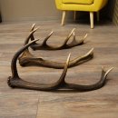 Rothirsch Stangen 3 Stück Rothirschstangen Abwurfstangen Gewicht 2,7 kg Längen 55 - 58 cm