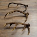 Rothirsch Stangen 3 Stück Rothirschstangen Abwurfstangen Gewicht 2,7 kg Längen 55 - 58 cm