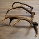 Rothirsch Stangen 3 Stück Rothirschstangen Abwurfstangen Gewicht 2,7 kg Längen 55 - 58 cm