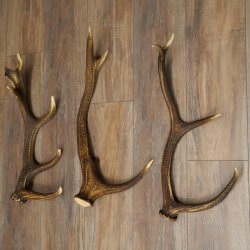 Rothirsch Stangen 3 Stück Rothirschstangen Abwurfstangen Gewicht 2,7 kg Längen 55 - 58 cm