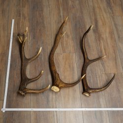 Rothirsch Stangen 3 Stück Rothirschstangen Abwurfstangen Gewicht 2,7 kg Längen 55 - 58 cm