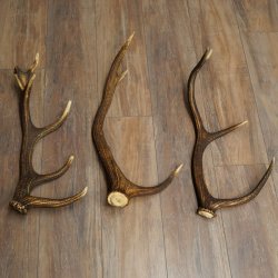 Rothirsch Stangen 3 Stück Rothirschstangen Abwurfstangen Gewicht 2,7 kg Längen 55 - 58 cm