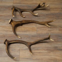 Rothirsch Stangen 3 Stück Rothirschstangen Abwurfstangen Gewicht 2,7 kg Längen 55 - 58 cm