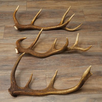 Rothirsch Stangen 3 Stück Rothirschstangen Abwurfstangen Gewicht 3,8 kg Längen 63 - 65 cm