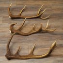Rothirsch Stangen 3 Stück Rothirschstangen...