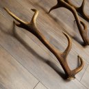 Rothirsch Stangen 3 Stück Rothirschstangen Abwurfstangen Gewicht 3,8 kg Längen 63 - 65 cm