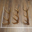 Rothirsch Stangen 3 Stück Rothirschstangen...